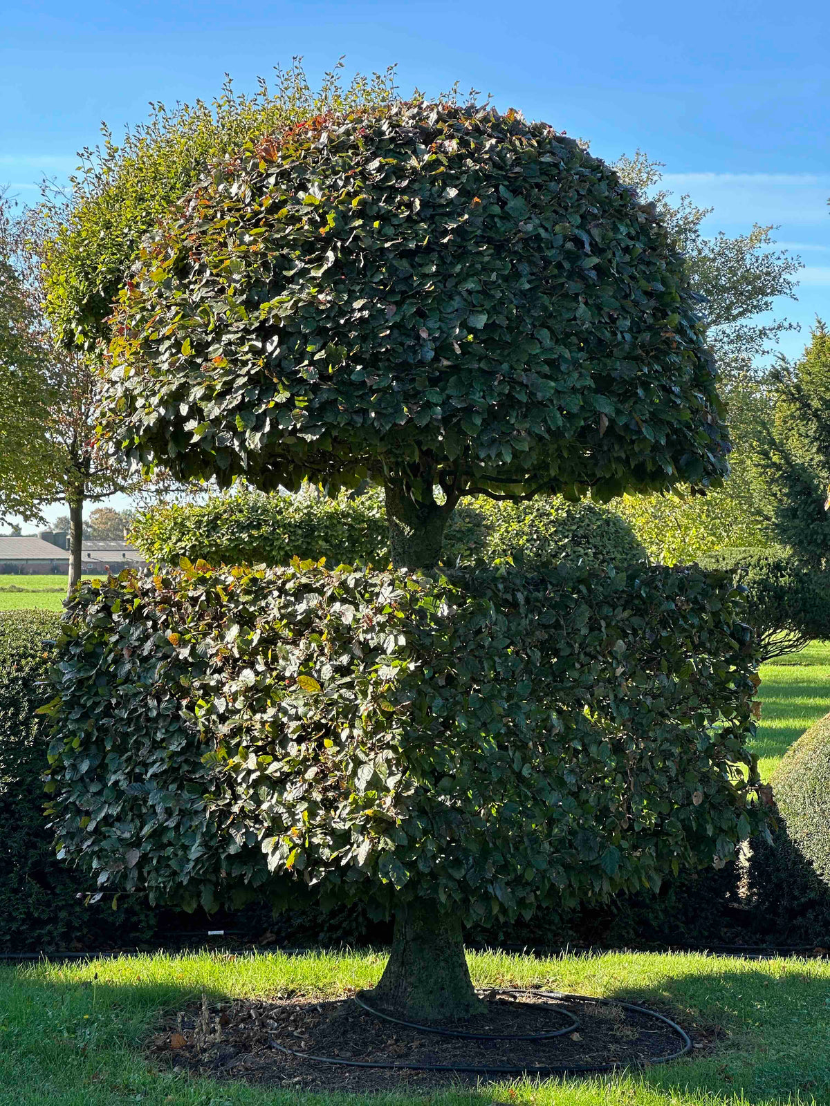 FSA TOPIARY #038