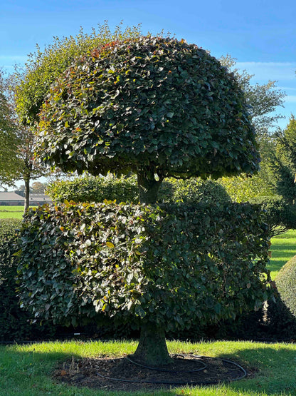 FSA TOPIARY #038