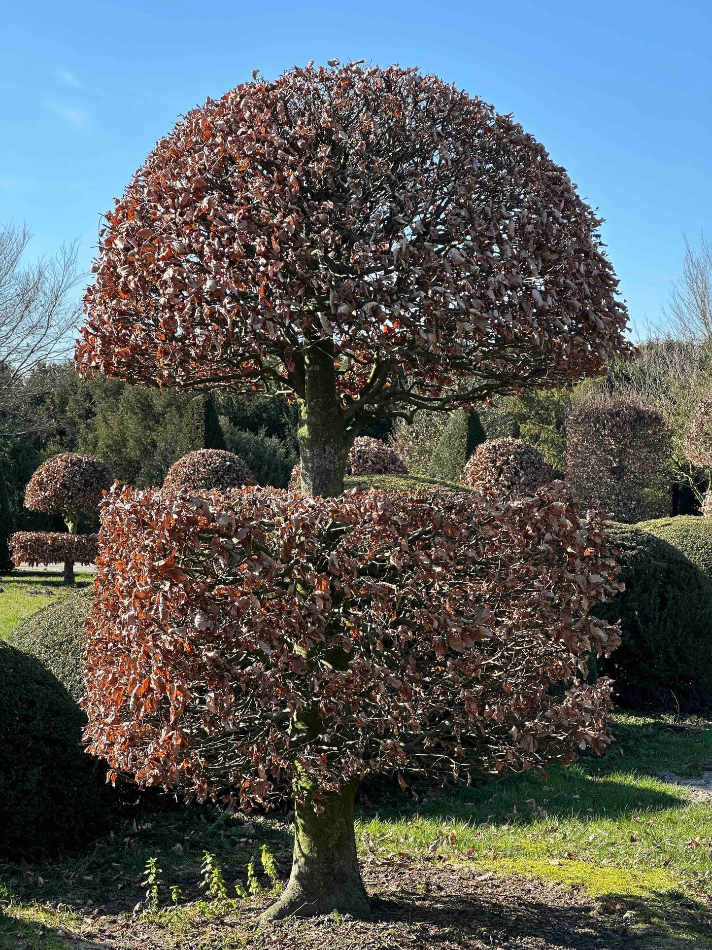 FSA TOPIARY #038