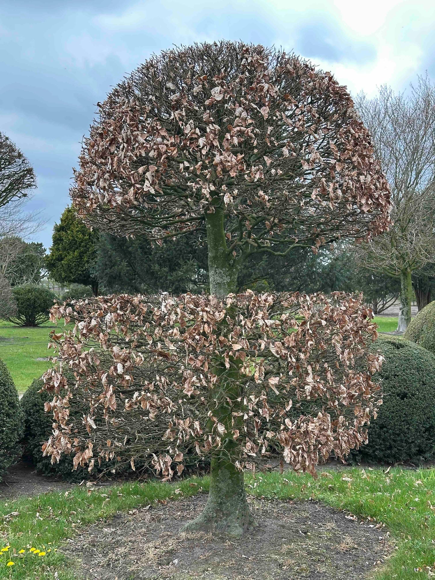 FSA TOPIARY #038