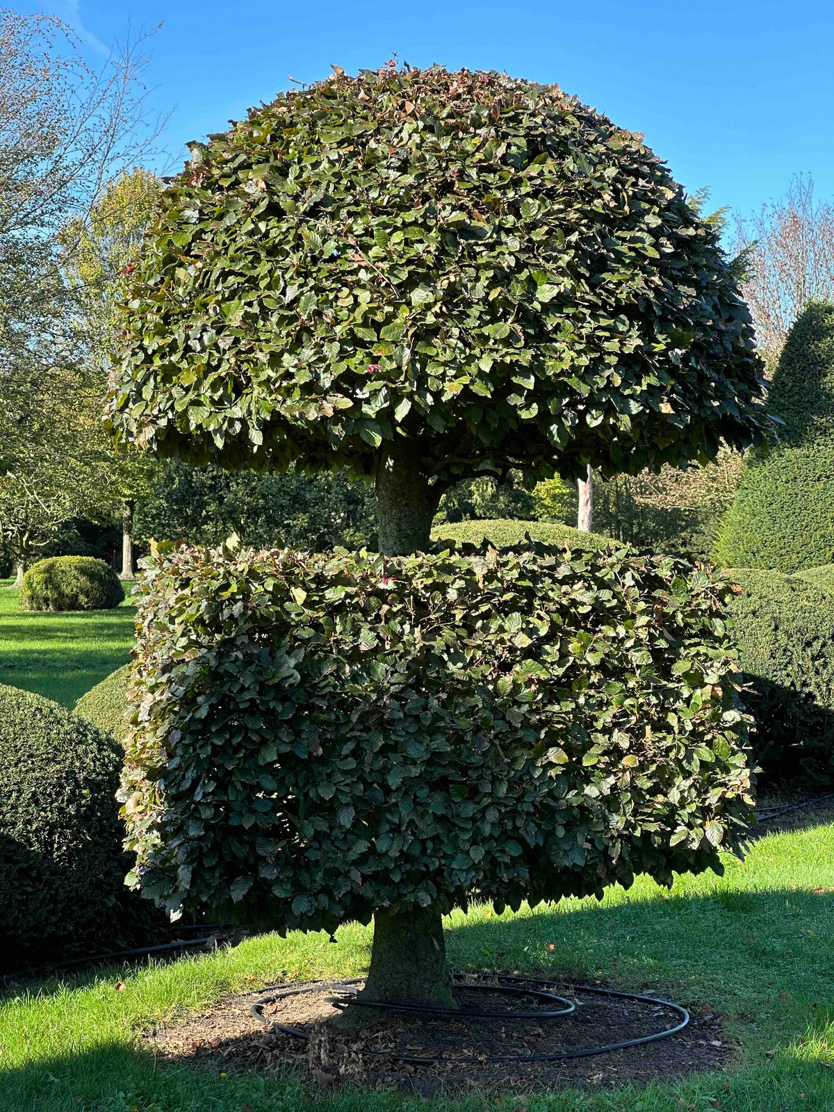 FSA TOPIARY #038