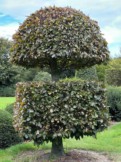 FSA TOPIARY #038