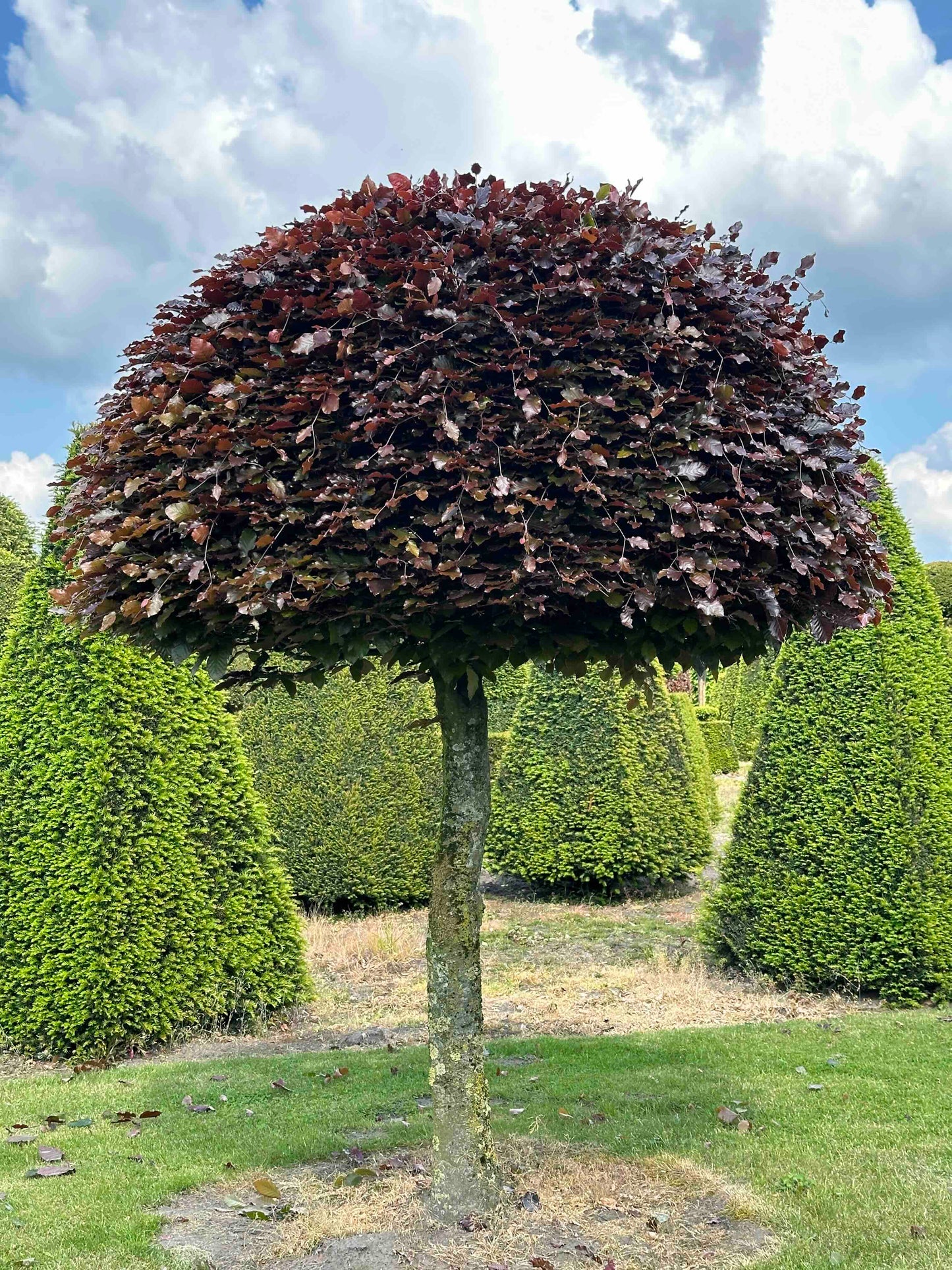 FSA TOPIARY #039