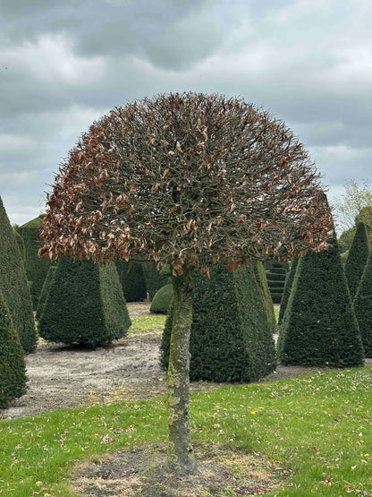 FSA TOPIARY #039