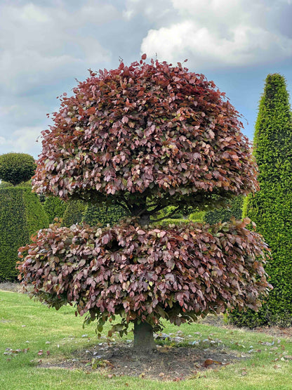 FSA TOPIARY #040