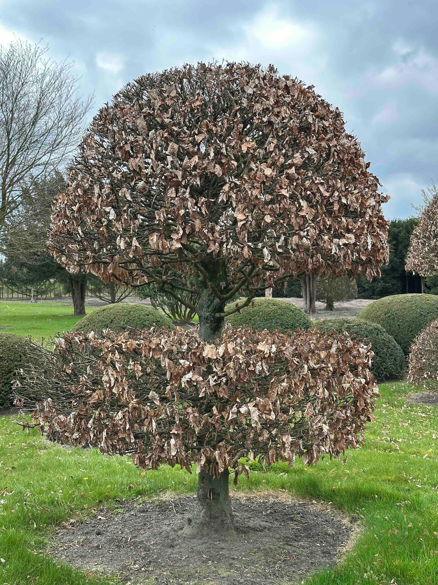 FSA TOPIARY #040