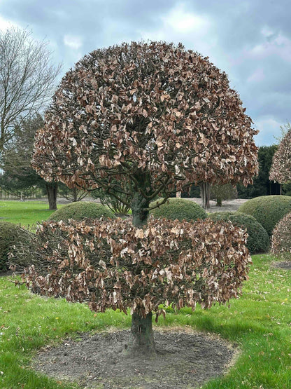 FSA TOPIARY #040