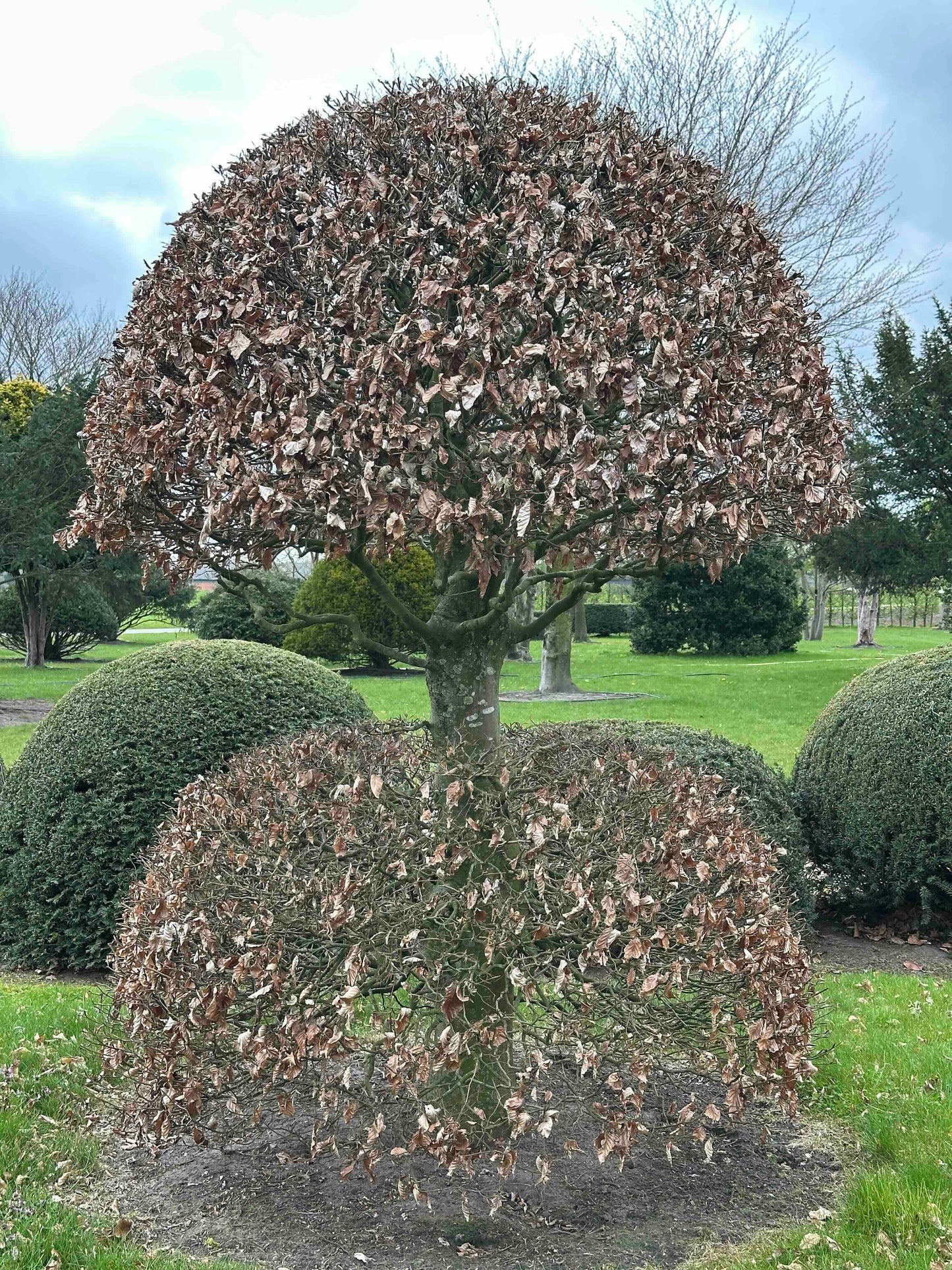 FSA TOPIARY #042