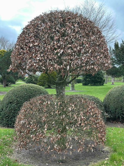 FSA TOPIARY #042
