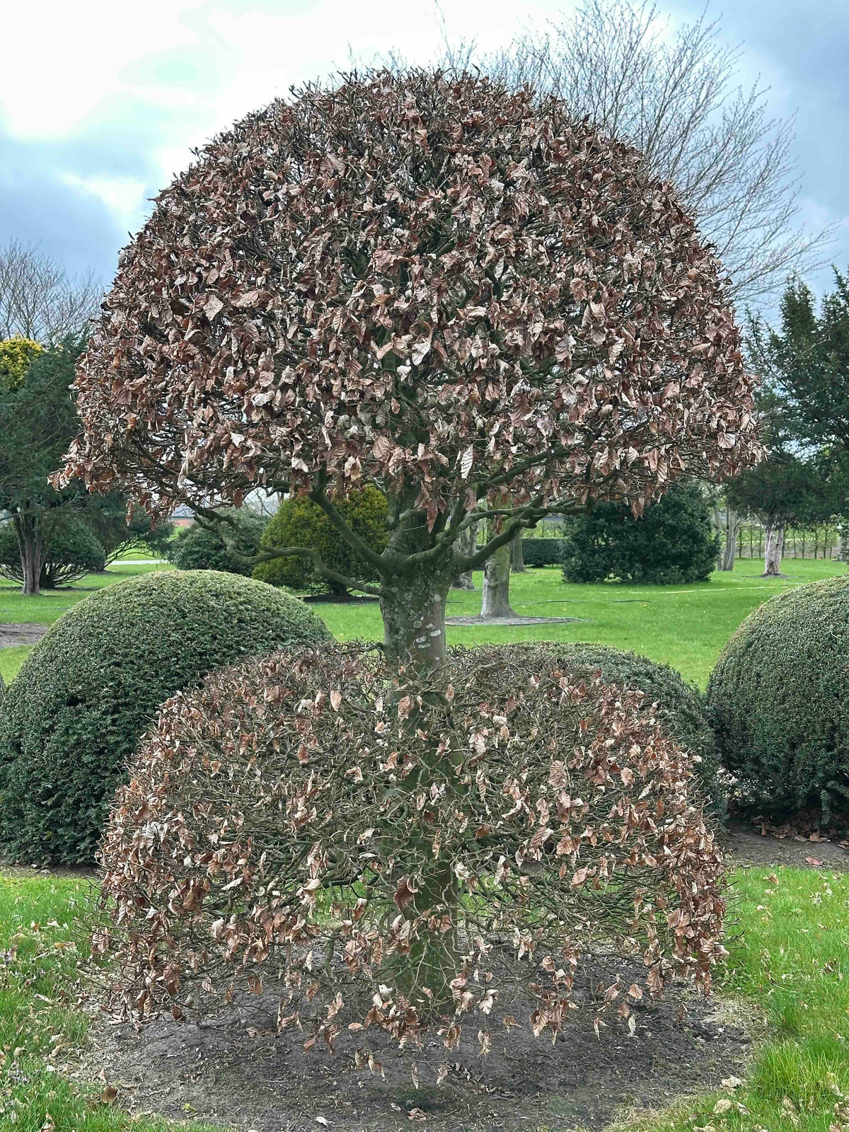 FSA TOPIARY #042