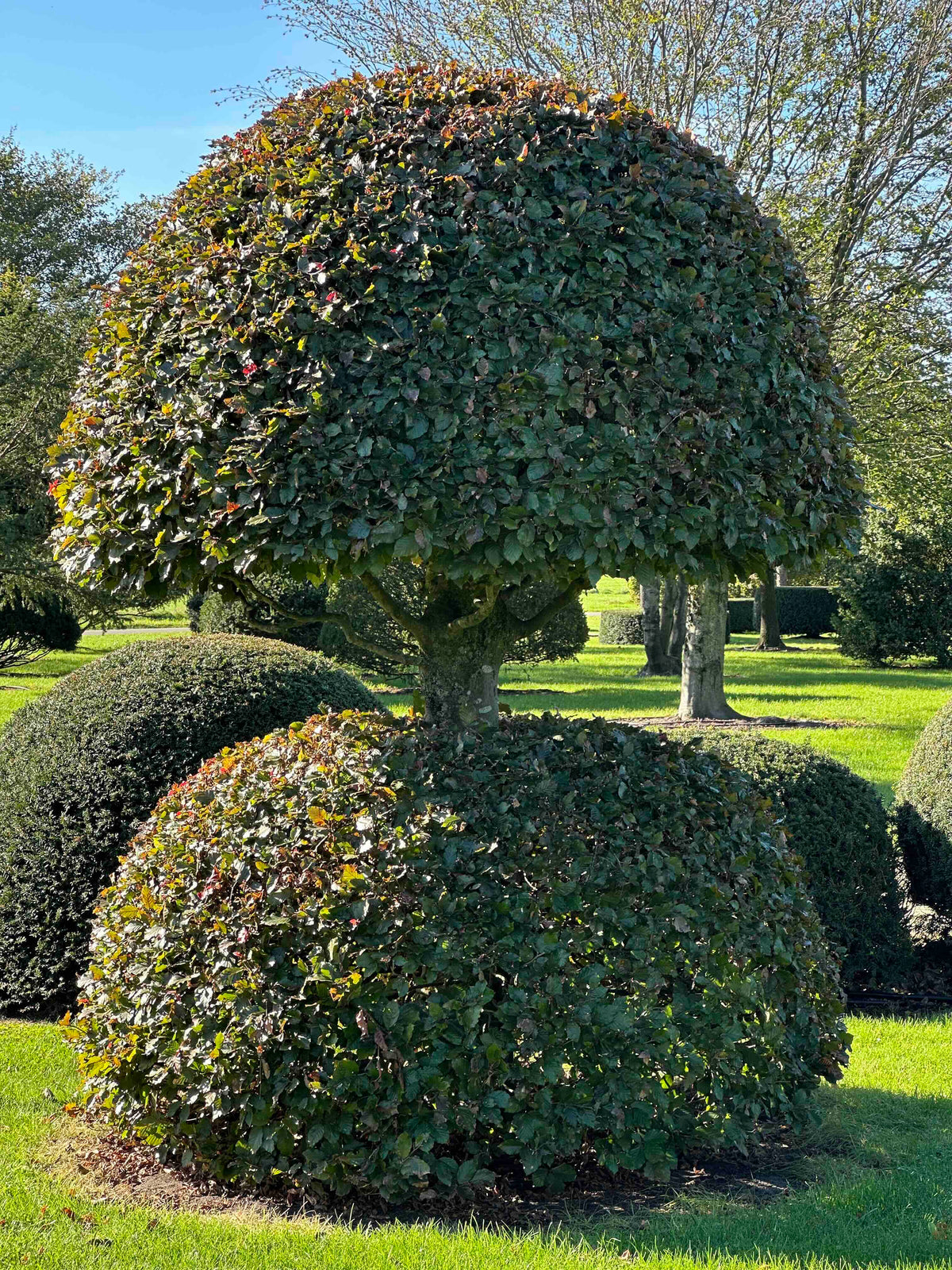 FSA TOPIARY #042