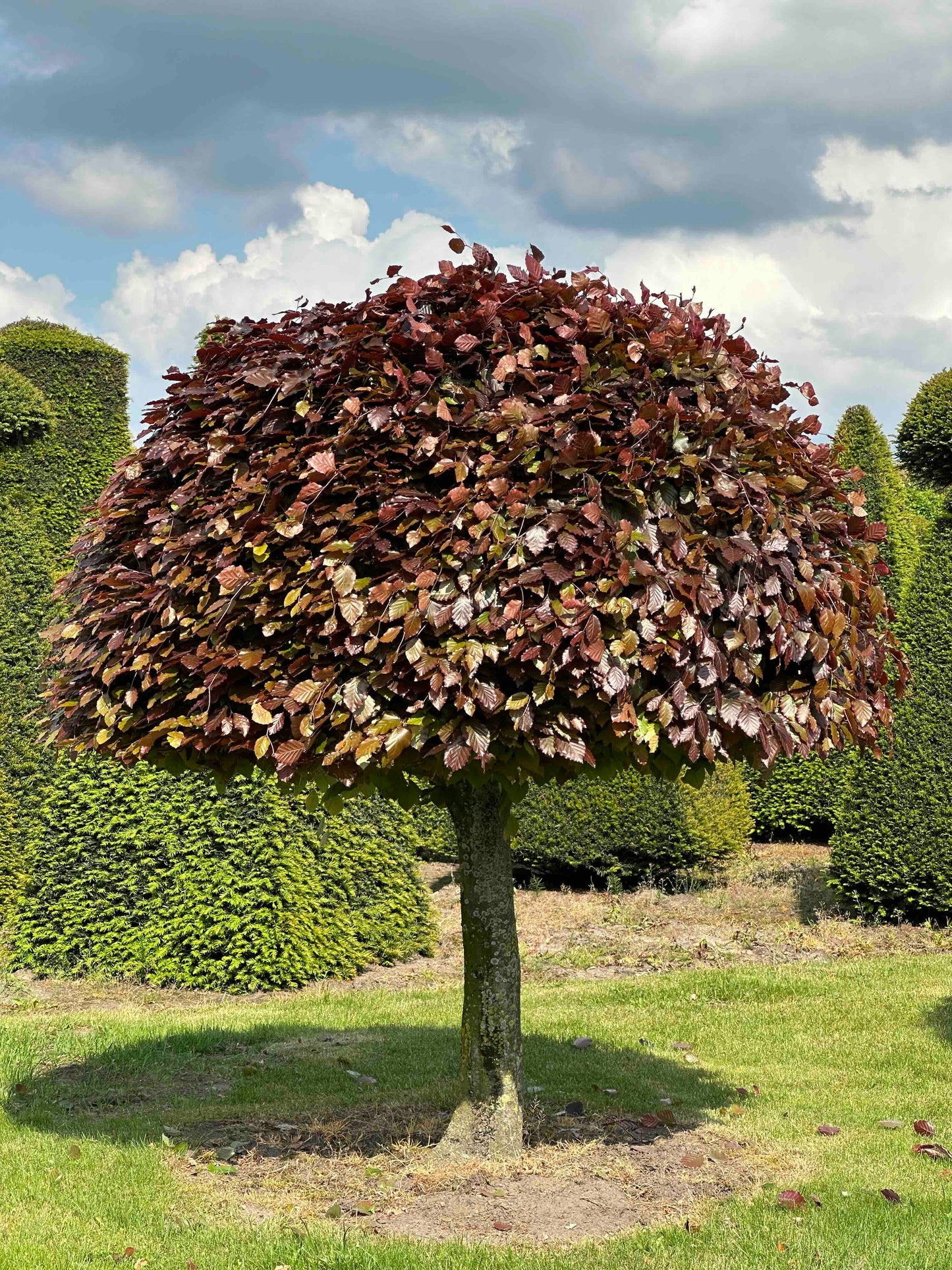FSA TOPIARY #043