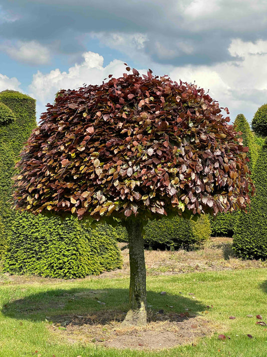 FSA TOPIARY #043