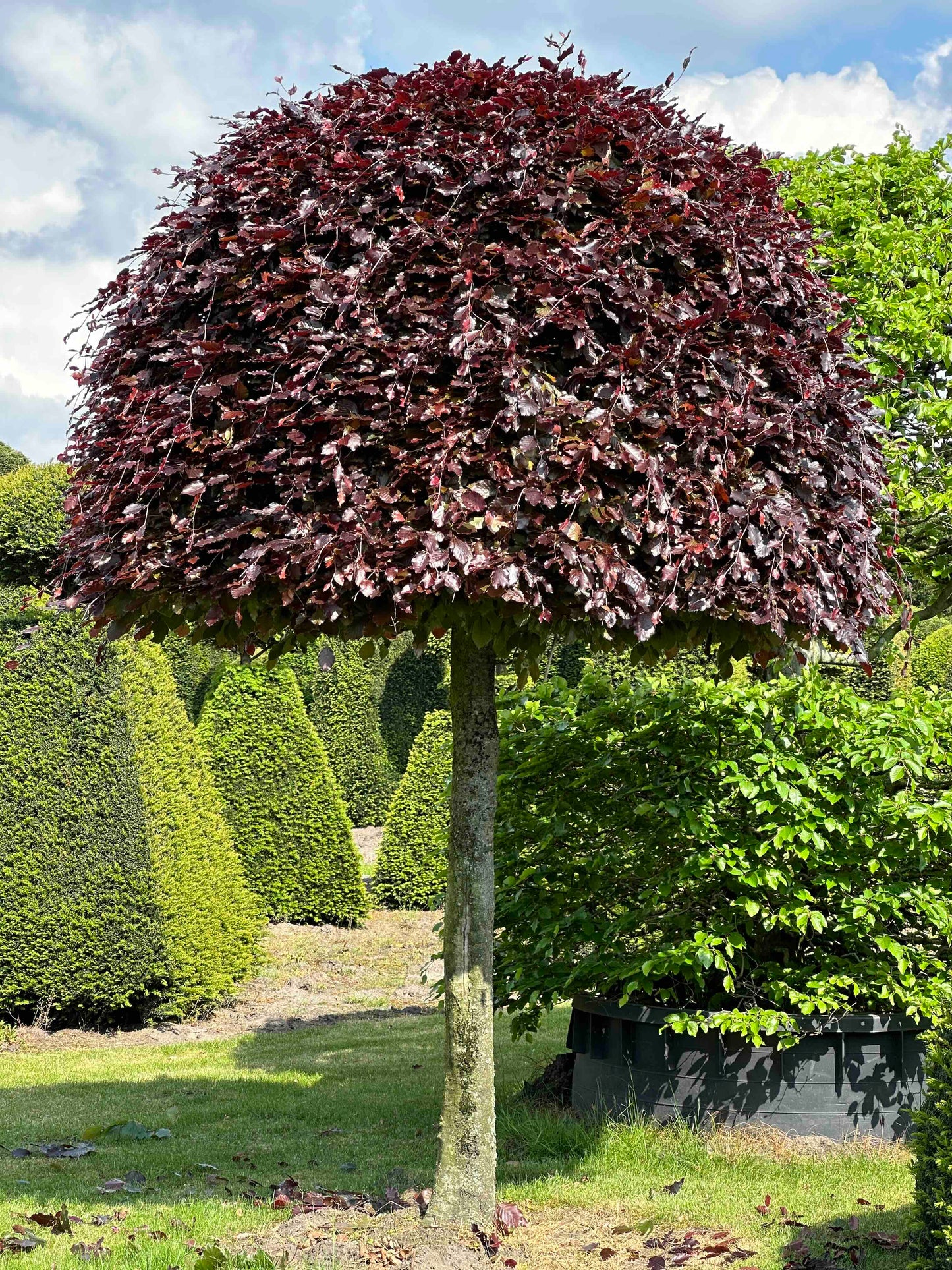 FSA TOPIARY #044