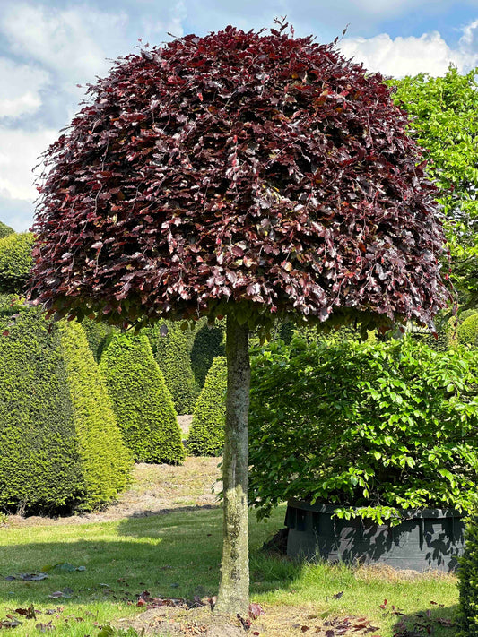 FSA TOPIARY #044