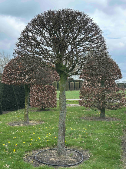 FSA TOPIARY #044