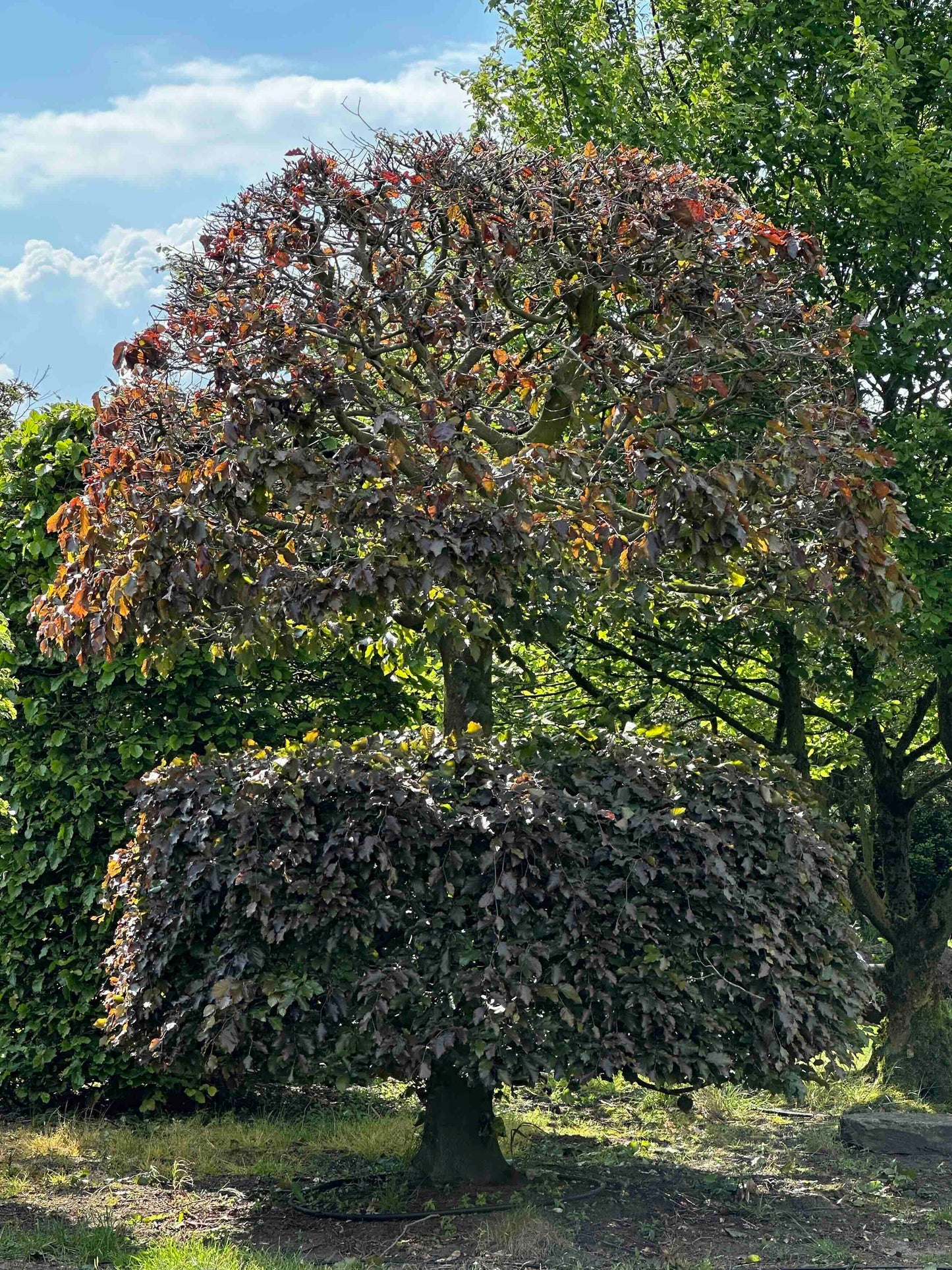 FSA TOPIARY #045