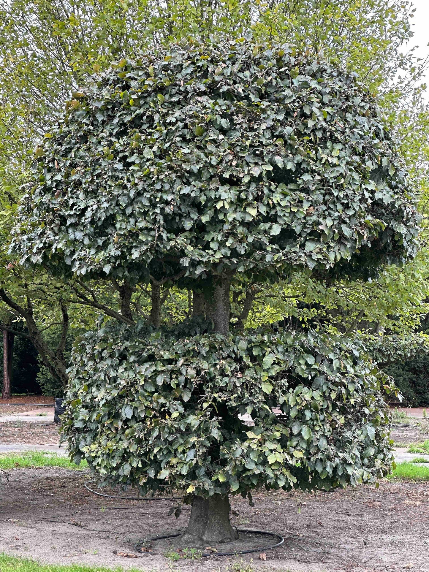 FSA TOPIARY #045