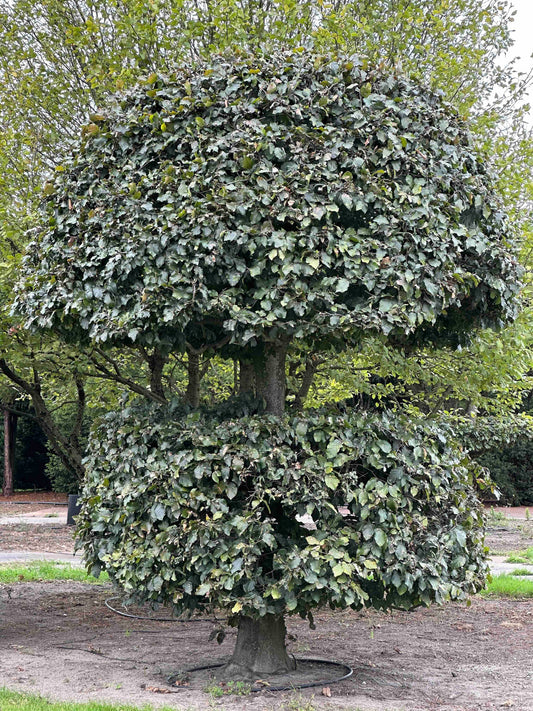 FSA TOPIARY #045