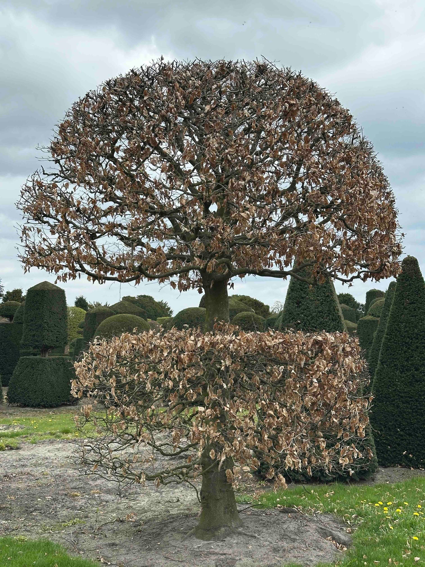 FSA TOPIARY #045