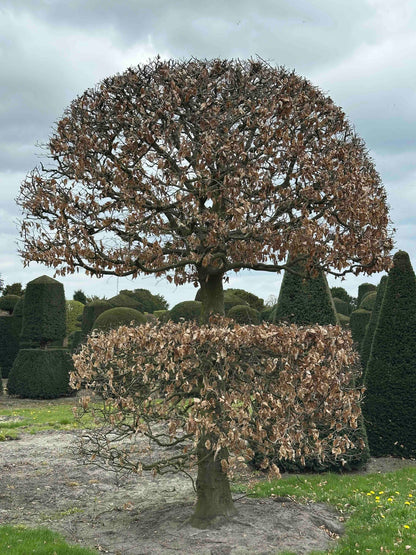 FSA TOPIARY #045