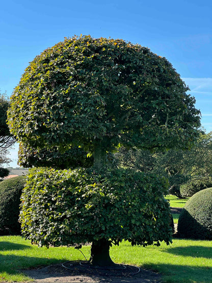 FSA TOPIARY #045