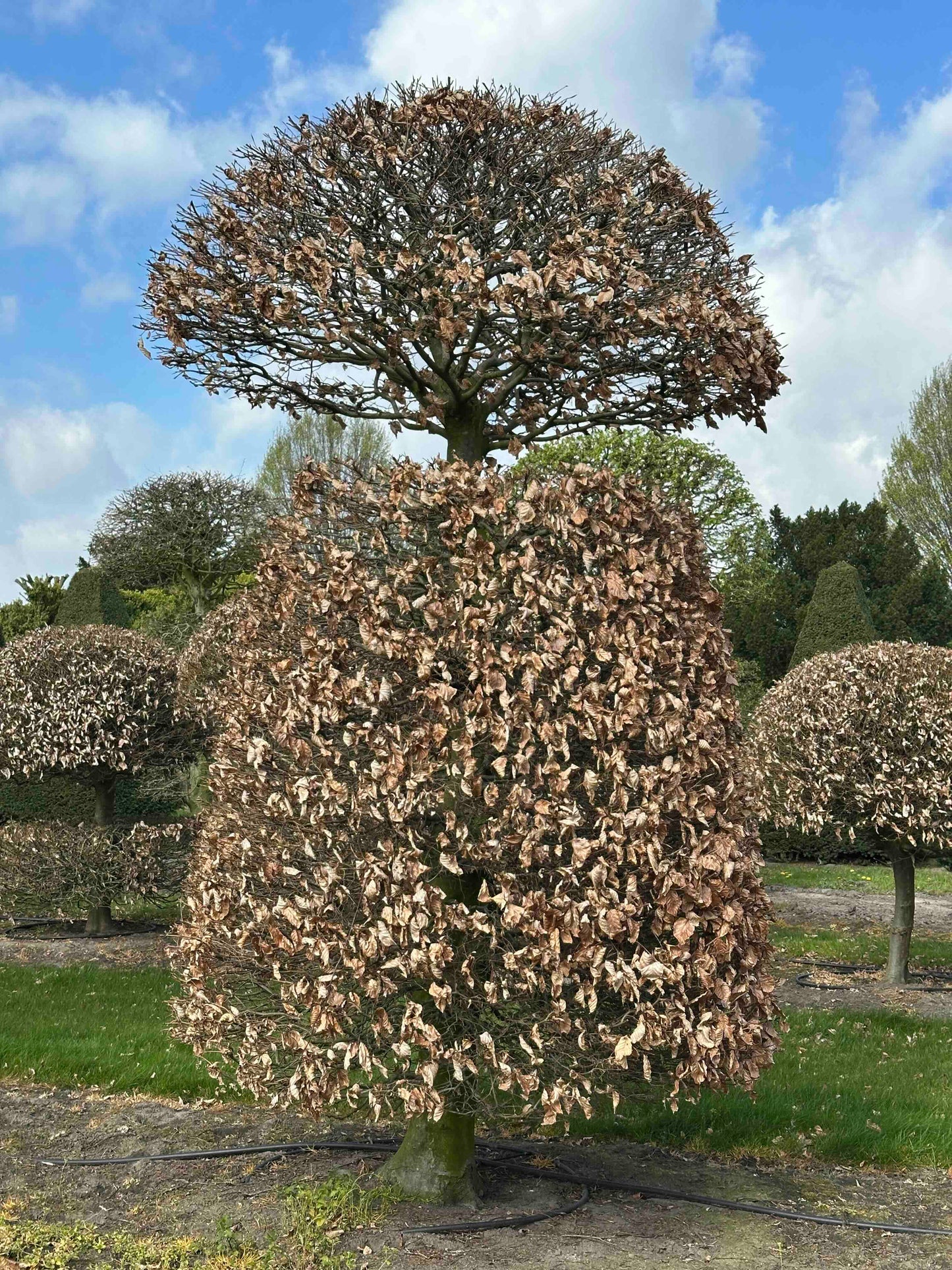 FSA TOPIARY #047