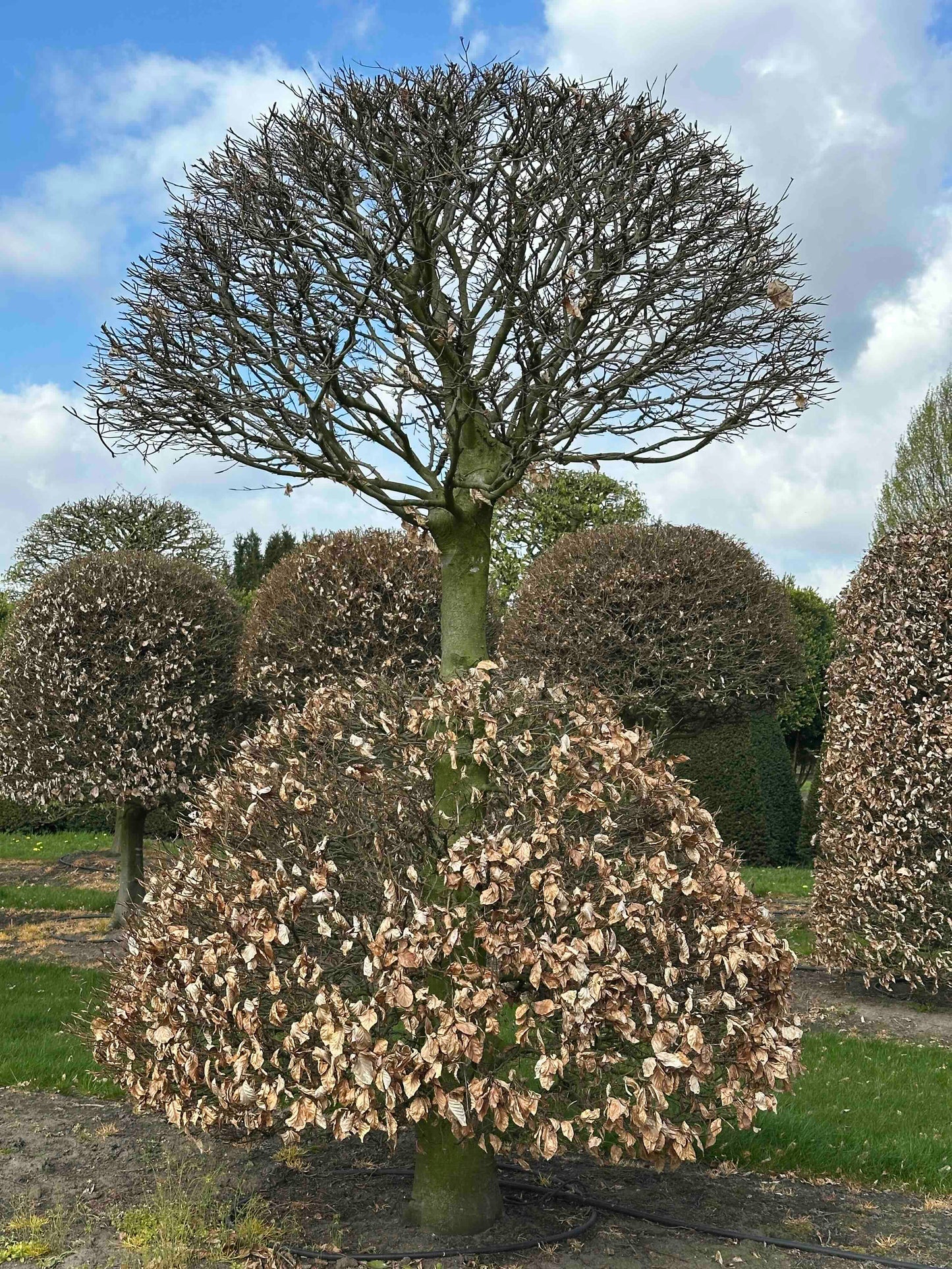 FSA TOPIARY #048