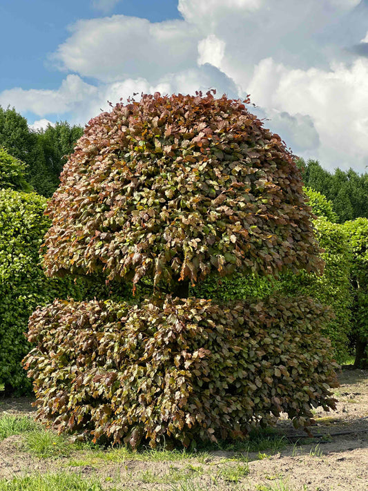 FSA TOPIARY #049