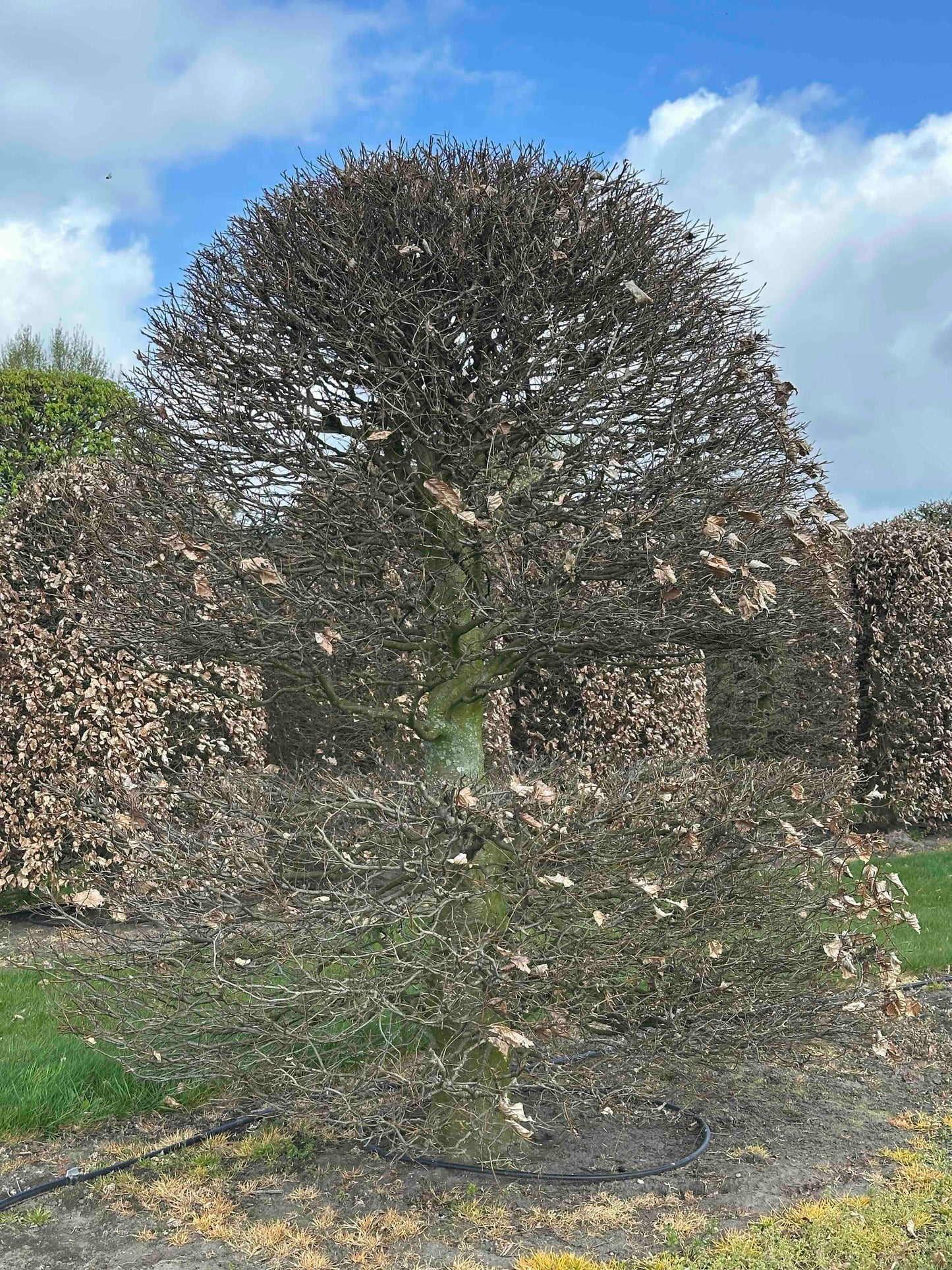 FSA TOPIARY #049
