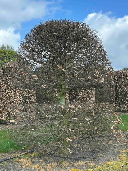 FSA TOPIARY #049