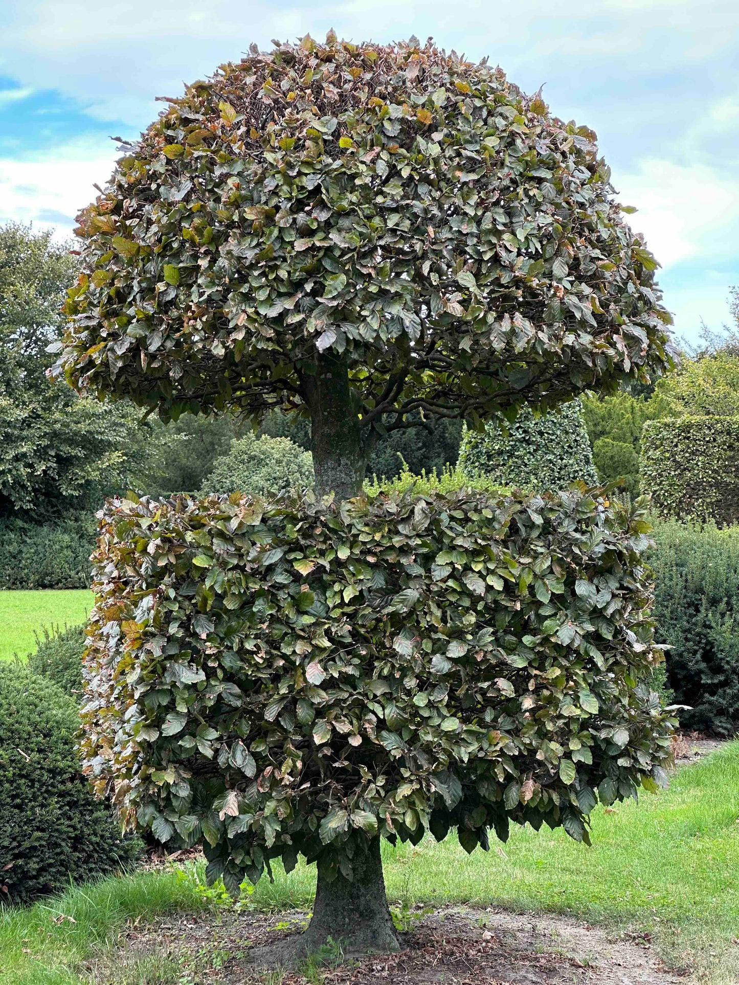 FSA TOPIARY #038