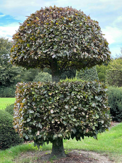 FSA TOPIARY #038