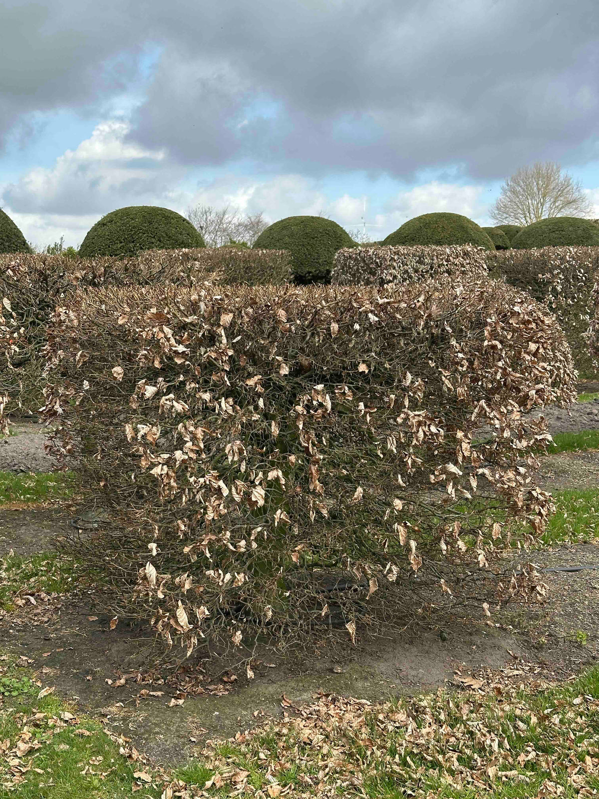 FS TOPIARY #001