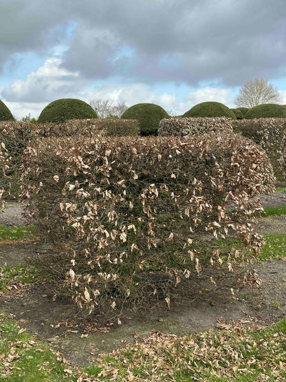 FS TOPIARY #001