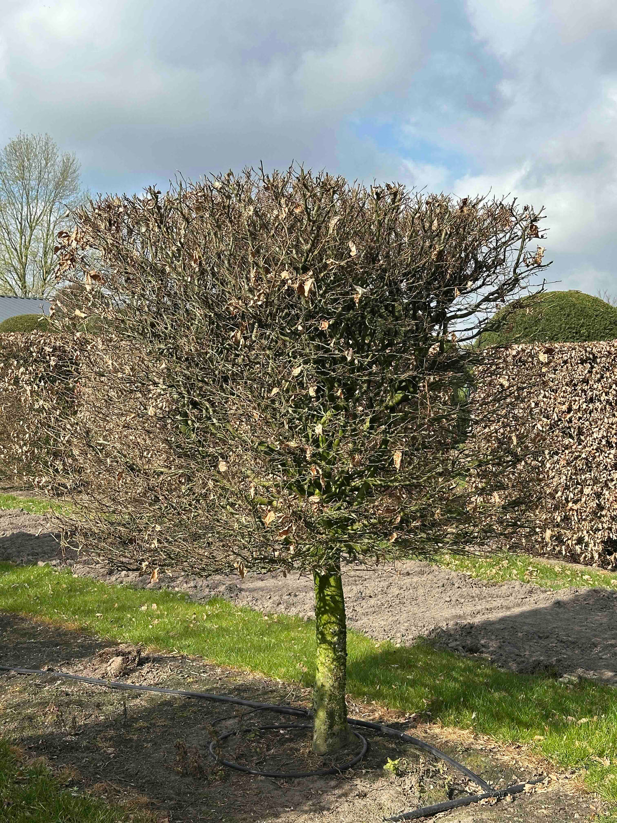 FS TOPIARY #009