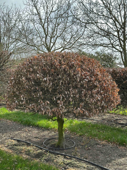 FS TOPIARY #013