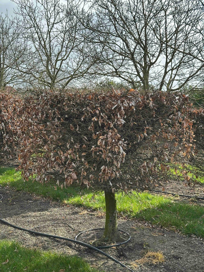 FS TOPIARY #014