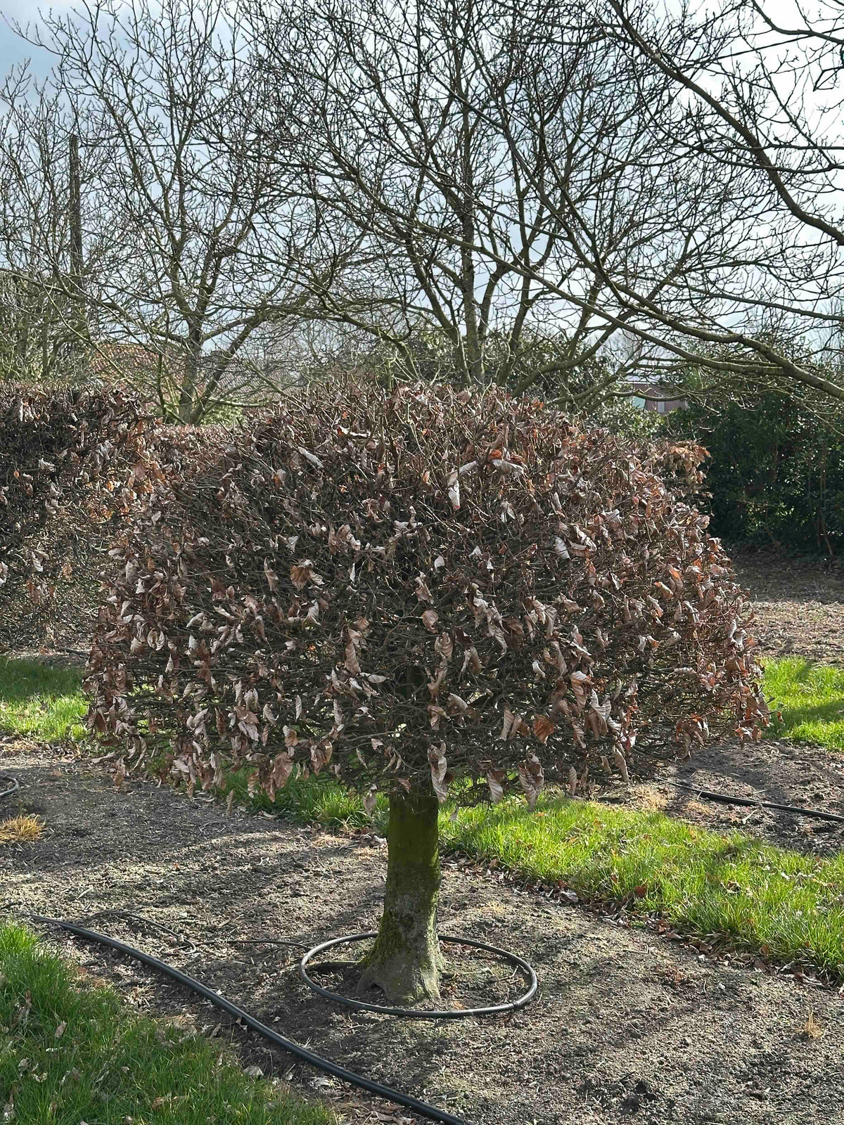 FS TOPIARY #015