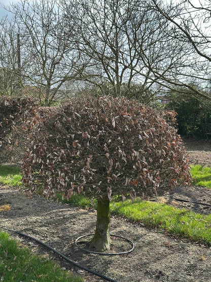FS TOPIARY #015