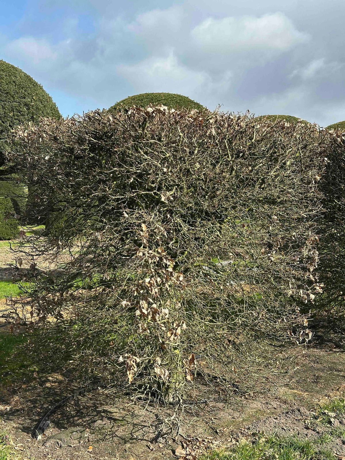 FS TOPIARY #017