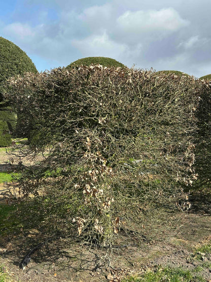 FS TOPIARY #017