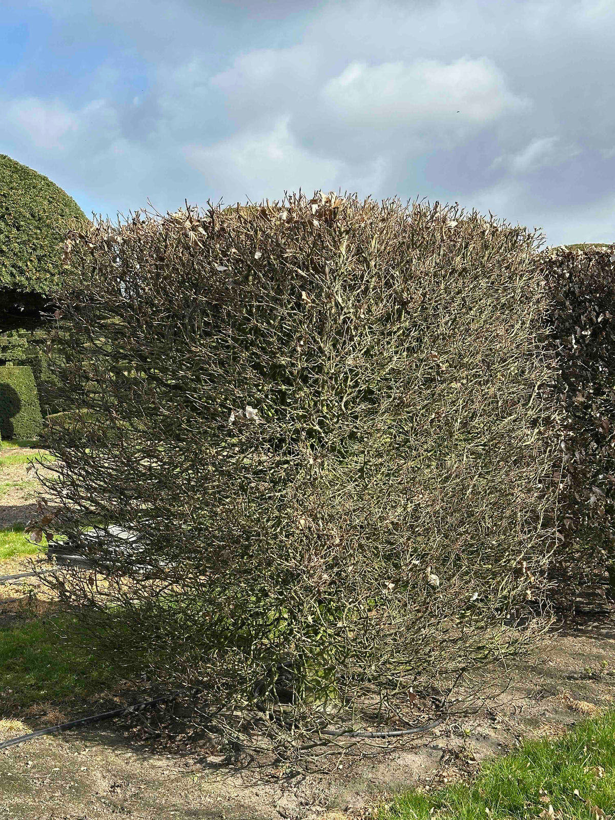 FS TOPIARY #018