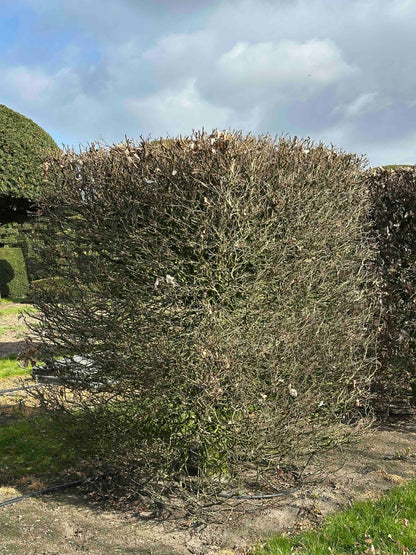 FS TOPIARY #018