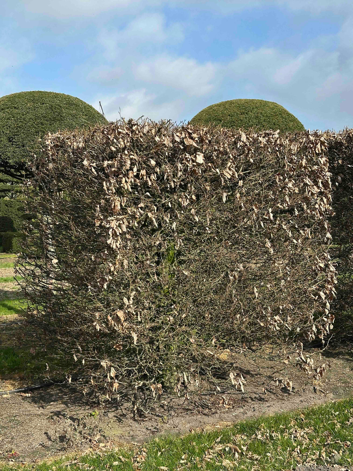 FS TOPIARY #021