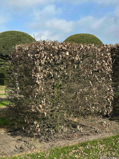 FS TOPIARY #021