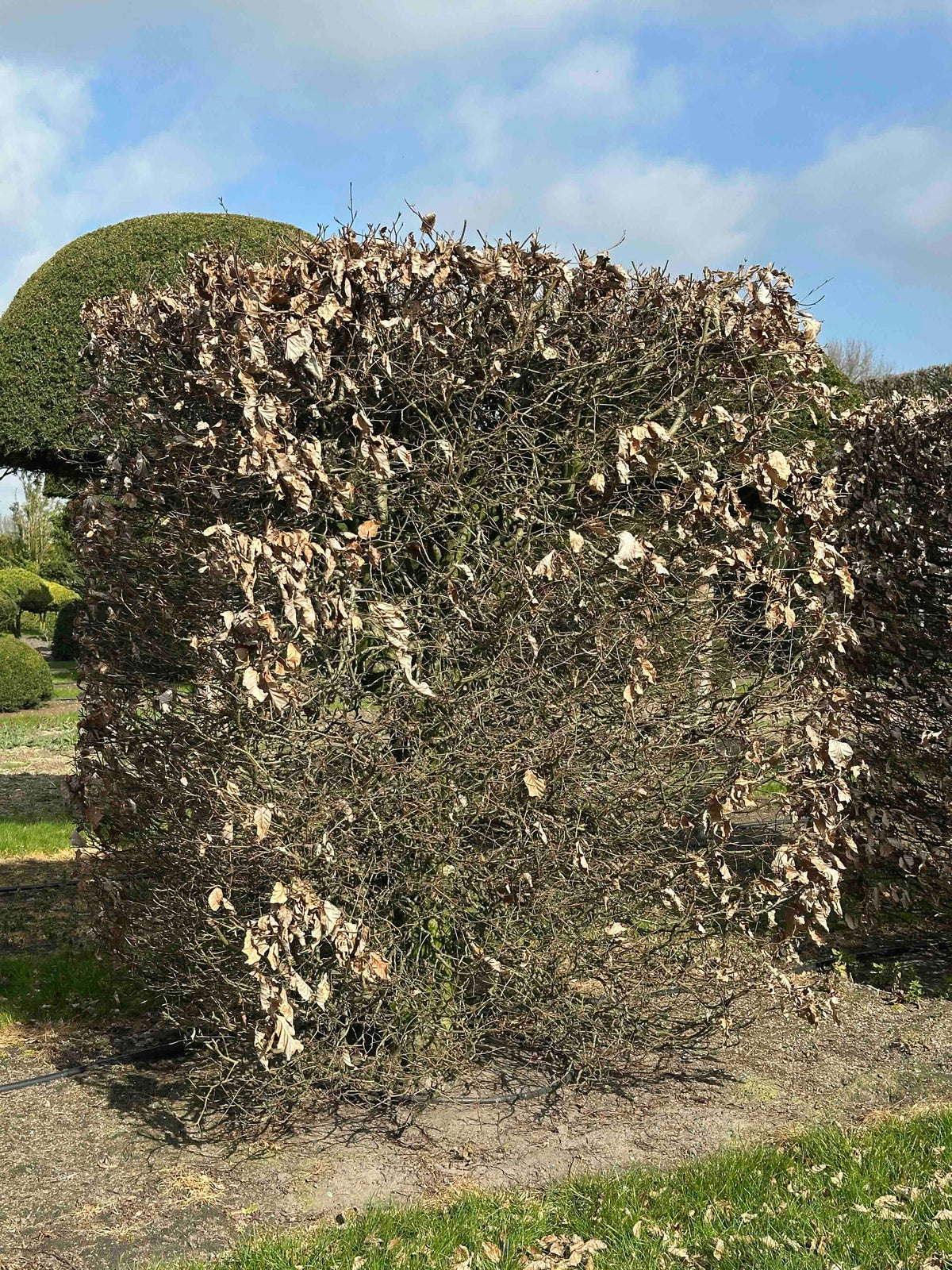 FS TOPIARY #022
