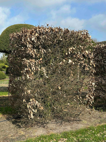 FS TOPIARY #022
