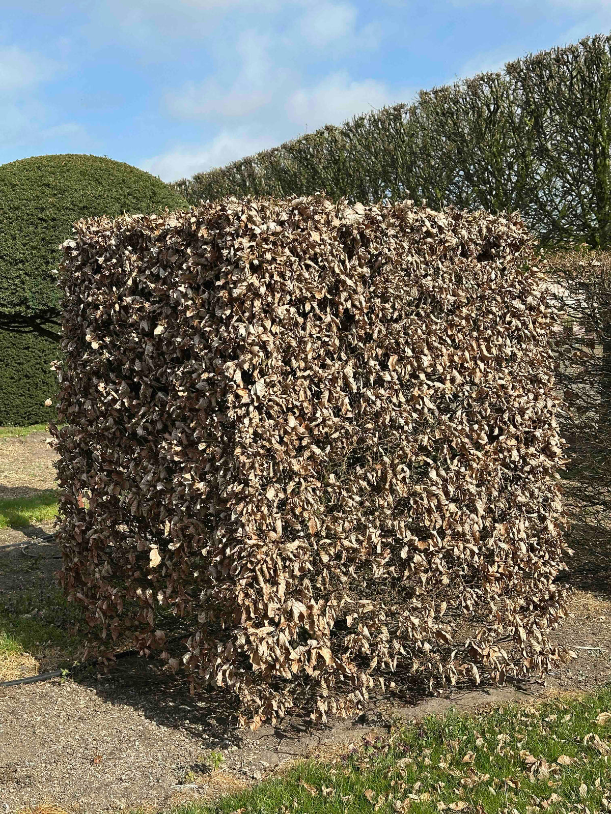 FS TOPIARY #025