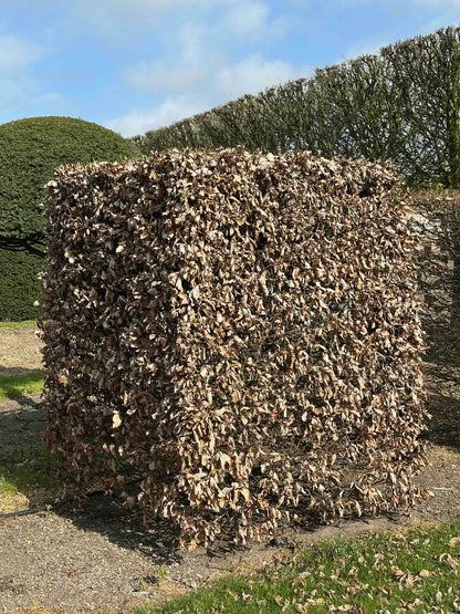 FS TOPIARY #025